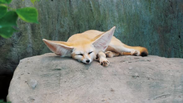 Adorable Fennec Fox Sleeping on Big Stone at the Zoo alt