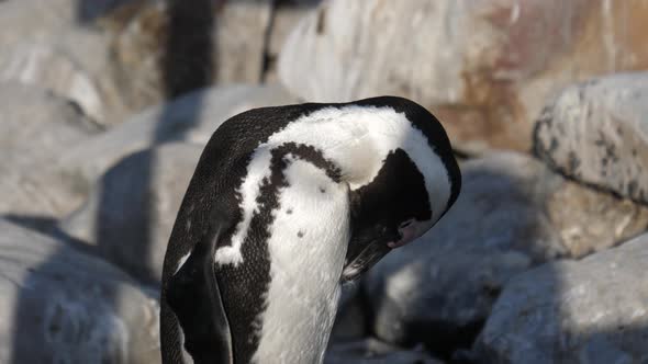 Close up from a penguin preening his feathers alt