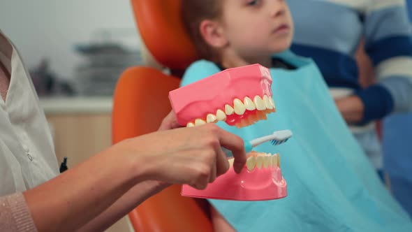 Pediatric Dentist Showing the Correct Dental Hygiene Using Mockup of Skeleton alt