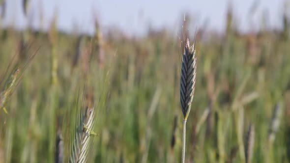 Ear of Wheat or Rye in the Field