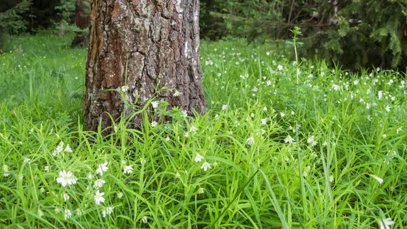 White Spring Flowers in the Forest. Soft focus.