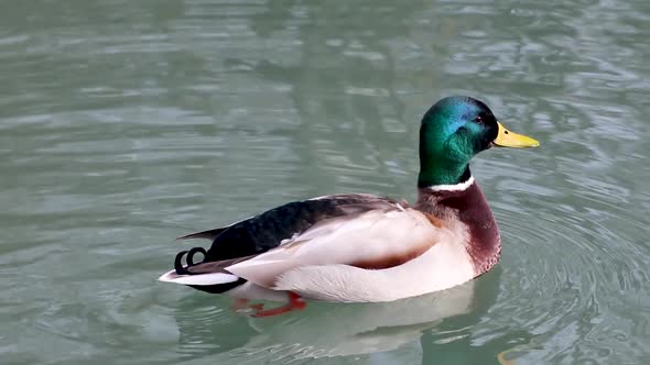 Emerald head male drake duck bird close-up water