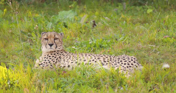 Large Adult Cheetah Rest and Relaxing on Field Looking for Enemies and Prey