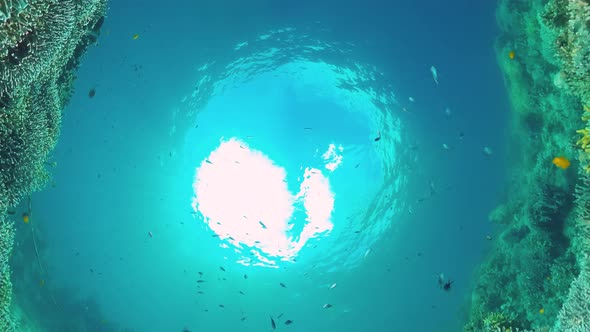 Coral Reef and Tropical Fish Underwater. Bohol, Panglao, Philippines.  Video. alt