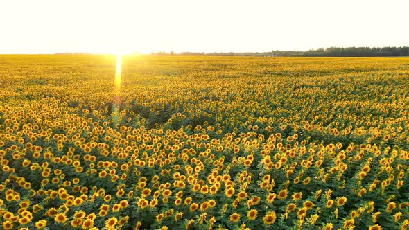 Aerial Flying Over Hilly Rural Blooming Sunflower Field On Background Of Sunset alt