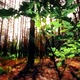 morning in a forest slow motion - VideoHive Item for Sale