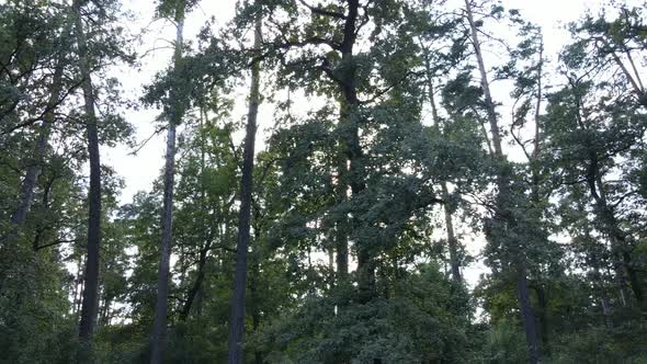 Trees in the Forest During the Day alt