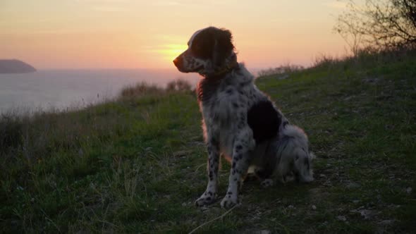 British Setter Dog Sitting on Grass and Looking at the Sea