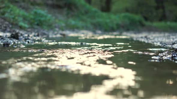 Small River In The Forest