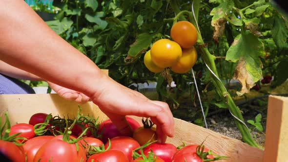 Woman's Hands Harvesting Fresh Organic Tomatoes Putting in Box alt