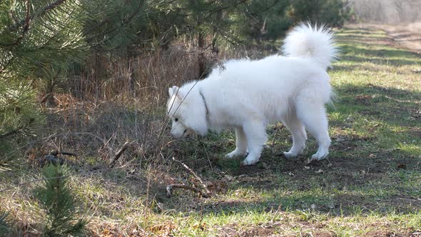 White fluffy cute Samoyed dog walks in the forest on a sunny warm winter day.