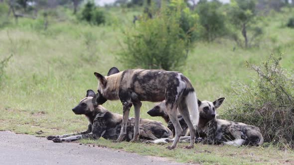 In small roadside pack of Wild Dogs in Africa, one dog nuzzles another alt