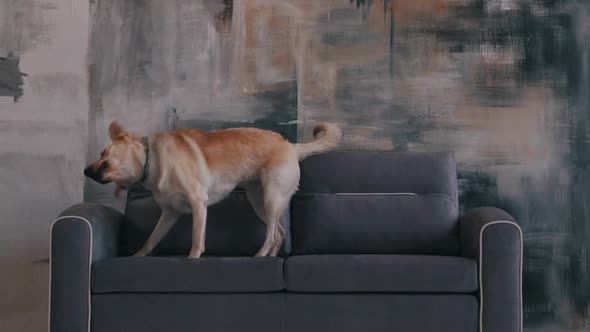 the Dog Shakes Off the Fur on the Sofa alt