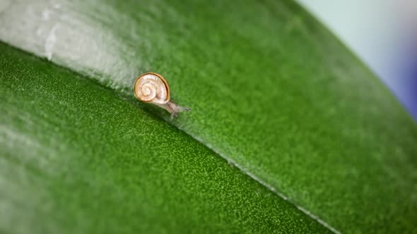 A small snail with a spiral-shaped shell crawls along a plant leaf.