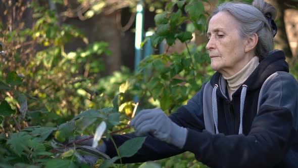 Senior Woman in Blue Protective Gloves is Using a Garden Pruner for Trimming the Bushes of Raspberry alt