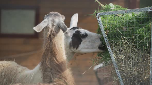 Two Llamas Lama Glama Are Eating Fresh Grass and Straw From Feeder. alt