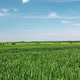 Summer Farm Field - VideoHive Item for Sale