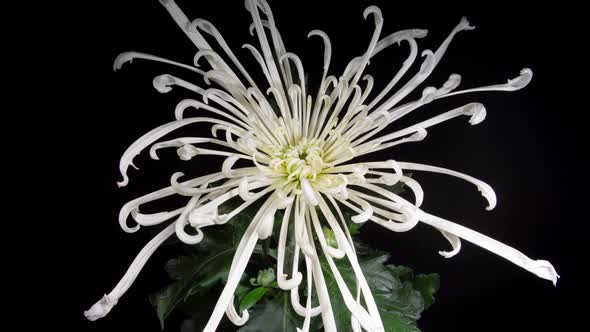 White Chrysanthemum Blooming in Time Lapse on a Black Background alt