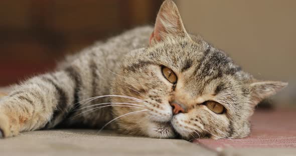 Close up portrait of a tabby british cat looking around. Home British, thoroughbred cat resting,