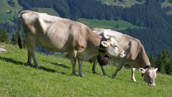 Cows on Alpine Pasture Switzerland alt