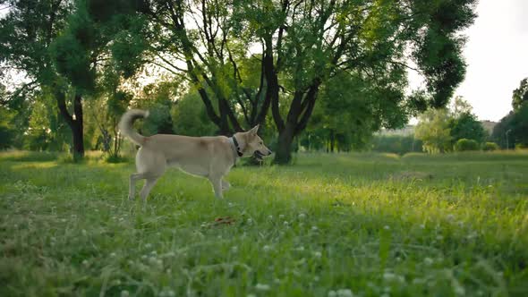 A Woman Throws a Tennis Ball To Her Dog. alt