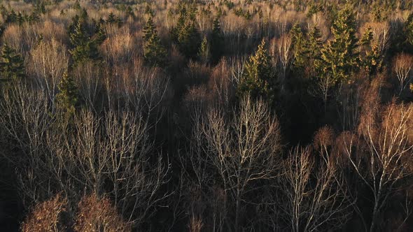 Drone Flying Low Touching Treetops