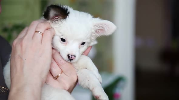 A Small White Pocket Dog with a Black Ear in the Hands of a Woman Mistress alt