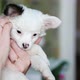 A Small White Pocket Dog with a Black Ear in the Hands of a Woman Mistress - VideoHive Item for Sale