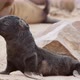 Cute baby seal with black fur is looking around, beach of Cape Cross, 4k - VideoHive Item for Sale