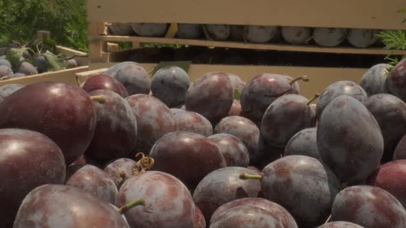 Rippened Plums in a Box Closeup alt
