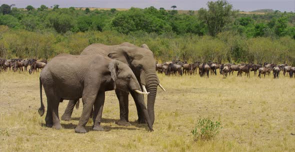 Elephant couple in the savanna alt