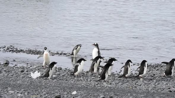 Adelie Penguins Running to the Water