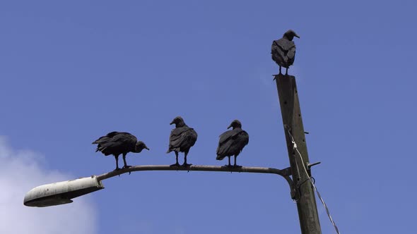 group of 4 Black Vulture perched on a lamppost, bird Coragyps atratus Gallote Gallinazo Cathartidae alt