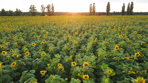AERIAL view. flowering sunflower field plant. Flight over sunflower field in sunset 4k,Ukraine