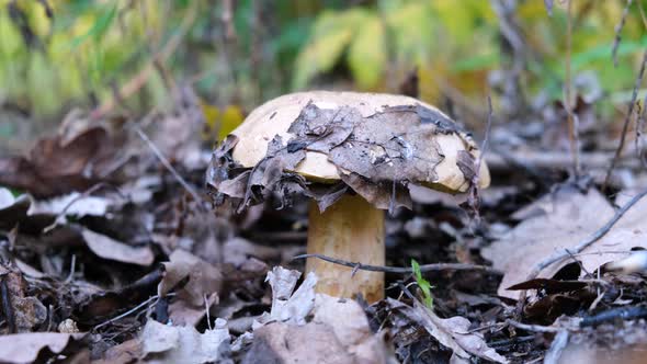 Mushroom picker in the forest cuts mushrooms with a knife
