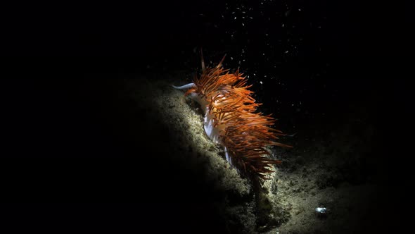 Unique artistic underwater video of a vibrant sea creature in the dark lit up only by the light of a alt