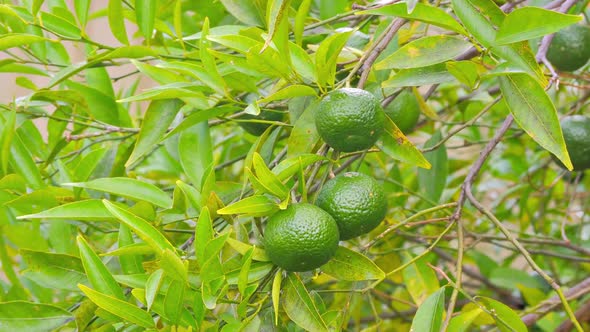 Green Mandarins and Mandarin Tree