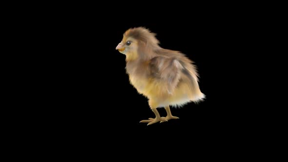 17 Baby Chicks Dancing HD alt