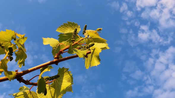 Growing vine twig, green leaves on hanging branches