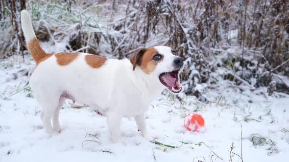 Jack Russell Terrier dog chews something with pleasure, standing in the snow.