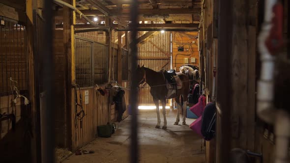 A Beautiful Brown Horse Stands Alone Tied in the Stable