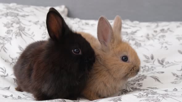 Cute Rabbits Lie on the Bed