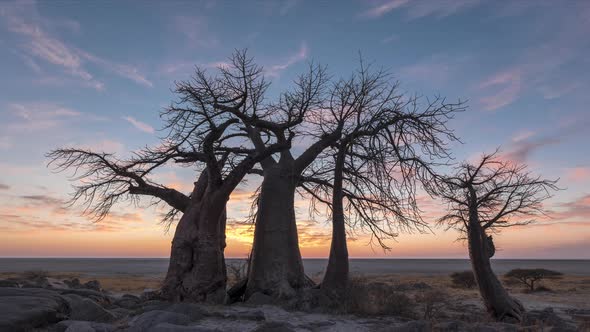 Time Lapse of African Sunrise with Baobab Trees in Silhouette on the Plains of Botswana alt