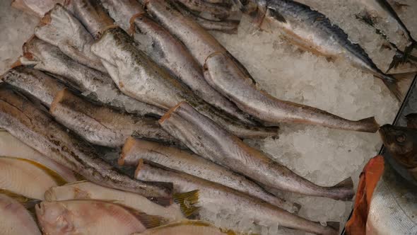 Fish in closeup at grocery store