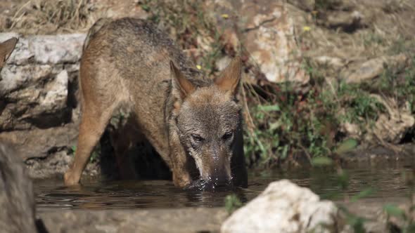 Wolf Pack Gets the Head Out of the Pond in Super Slow Motion