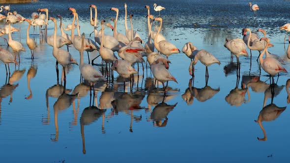 Greater Flamingos, Phoenicopterus roseus,Pont De Gau,Camargue, France alt