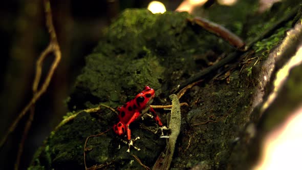 Strawberry Poison Red Dart Frog in its Natural Habitat in the Caribbean