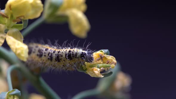 Cabbage butterfly caterpillar on green broccoli with yellow flowers, macro alt