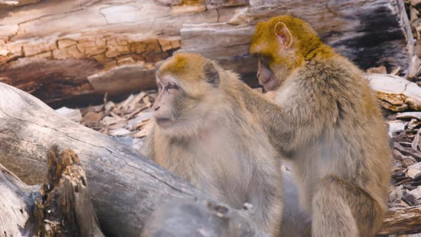 Barbary macaque grooms partner’s back and is thrown away, close view alt