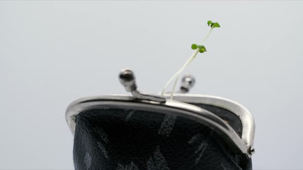 Plants growing from purse wallet, Money growth increase concept.